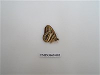 藏品(眼蝶科)的圖片